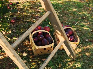 Ladder with fruit